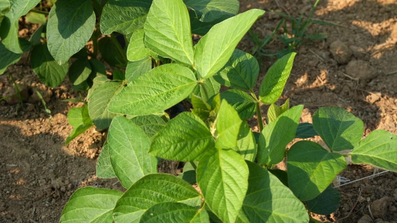 清原抗虫耐氟草啶大豆